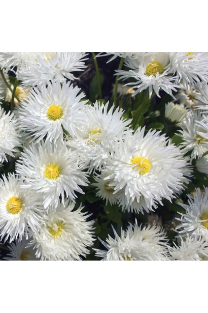 Ромашка чудова Crazy Daisy з махровими білими квітами